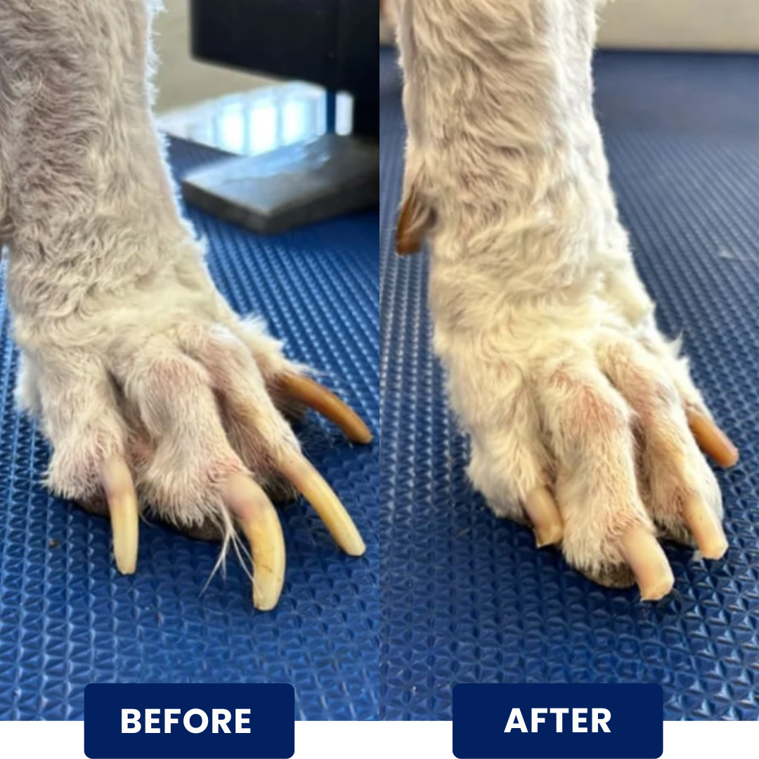 TheCalmPaw™ | Stress-Free Nail Care Board